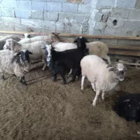 یکساله های نر ماده تالشی|حیوانات مزرعه|شاندرمن, |دیوار