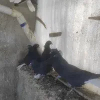 کبوتر زاغ مایدم