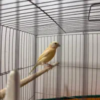 قناری|پرنده|مسجد سلیمان, |دیوار