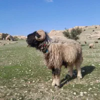 نرمیش60|حیوانات مزرعه|مسجد سلیمان, |دیوار