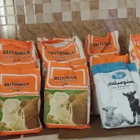 گوساله شیری