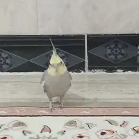 حیوان خانگی پرنده