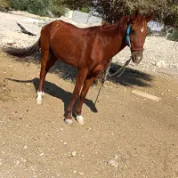 اسب سواری|اسب و تجهیزات اسبسواری|برازجان, |دیوار