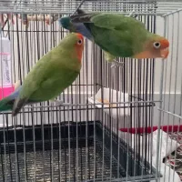 یک جفت کوتوله بدون قفس