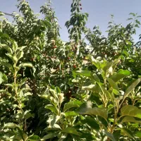 ویلا-باغ-1000-متر-100-درخت-میوه-مهرآباد-رودهن