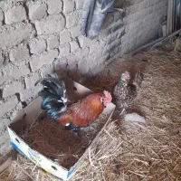 مرغ گلین