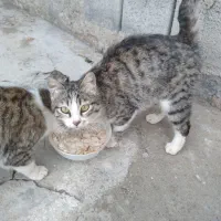 گربه خانگی