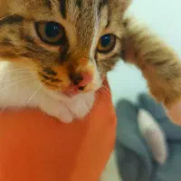 گربه نژاد DSH|گربه|قائمشهر, |دیوار