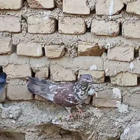 کفتر