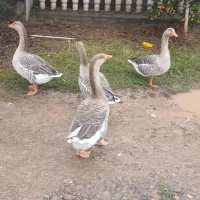 فروش غاز محلی نر درشت