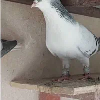 دوجفت بدرنگ
