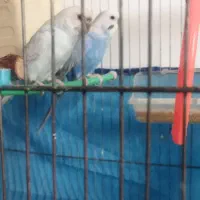 مرغ عشق با قفسه