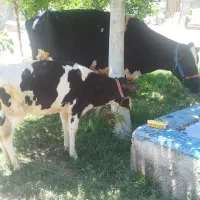 گاو شیری اول شکم باگوساله