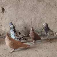 رنگی دورک|پرنده|شوشتر, |دیوار