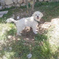 فروش سگ شیتزو