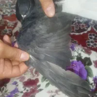 اشعل|پرنده|اهواز, الصافی|دیوار