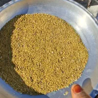 بذر یونجه ماران اصل فروش