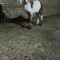 یه بز جوان ابستن و دو بزغاله|حیوانات مزرعه|تربت جام, شهرک آزادگان|دیوار