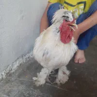 سلطان خروس ها خروس پاپر مو فرفری بفروش می رسد .|حیوانات مزرعه|دهدشت, |دیوار