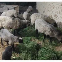 رومانف خالص ژنتیک سه قلو