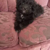 توله دوماهه شیطون