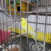 پرنده|پرنده|خوی, |دیوار
