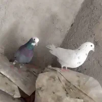 کفتر نر و ماده سبز و سفید