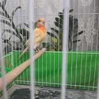 دو عدد قناری سرخ ماده،آماده آماده (کوزه کرده)