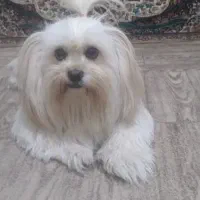 سگ شیتزو|سگ|ماهدشت, |دیوار