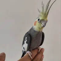 عروس هلندی