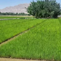 فروش نشا برنج در مبارکه