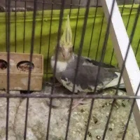 عروس هلندی|پرنده|کاشان, فین بزرگ|دیوار