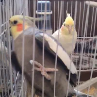 پرنده عروس  چیکو و نانا|پرنده|کیاشهر, |دیوار