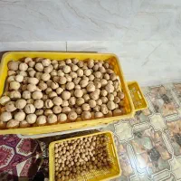 لیموخشک عمده عطروطعم وتازگی بی نظیر