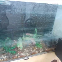 اکواریوم با لوازم داخلش