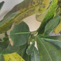 استخدام میزبان و خانه داری