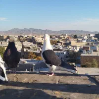 کفتر یا کبوتر|پرنده|تربتحیدریه, ۴۵ متری|دیوار