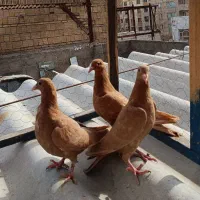 3عددجوجه زرد کرمانی