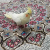 عروس هلندی معاوزه با سیره