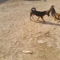 سگ پاکوتاه نر وماده|سگ|شیروان (خراسان), |دیوار