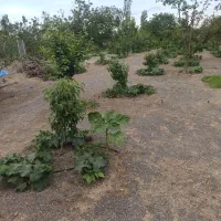 هرس انواع درختان میوه|خدمات باغبانی و درختکاری|تبریز, |دیوار