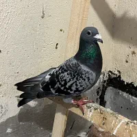 کبوتر شامی