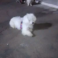 سگ اپارتمانی