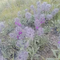 چای کوهی