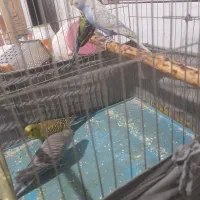 چهار مرغ عشق برا فروش سوسنگرد|پرنده|سوسنگرد, |دیوار