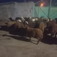 ۲۷تا توغلی|حیوانات مزرعه|سرعین, |دیوار