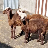 میش وبره،بره،بزنر،بز،قوچ|حیوانات مزرعه|بروجرد, |دیوار