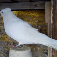 سفید کاکلی نر