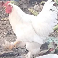 خروس برهما سالم و سرحال