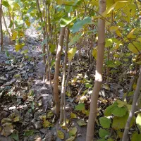 مجموعه نهالستان نصیری